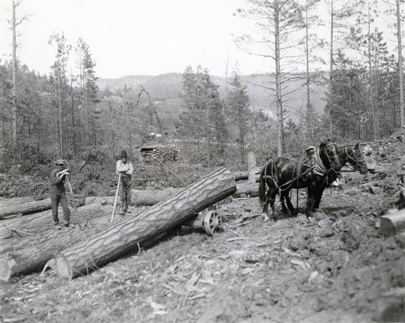 Logging with White Pine Lumber Company