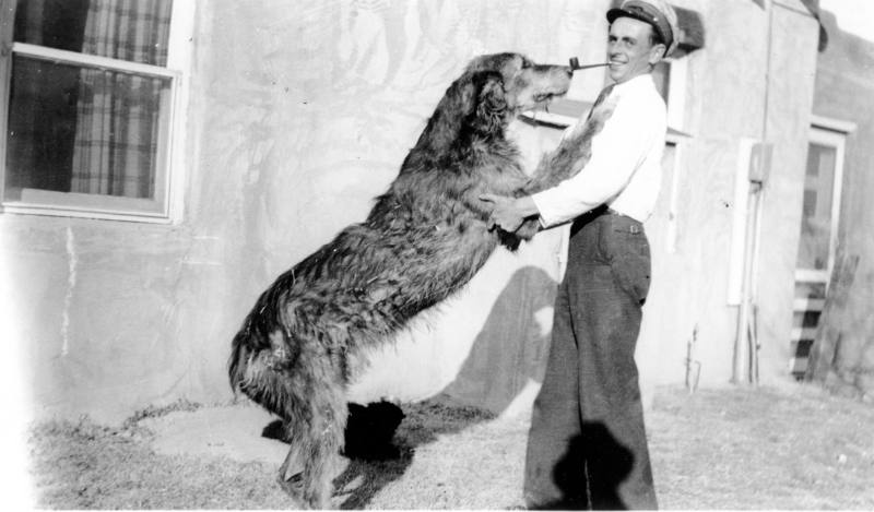 Irish Wolfhound and Brian Jack Morley