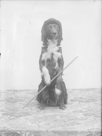 Dog with a Hat and Cane