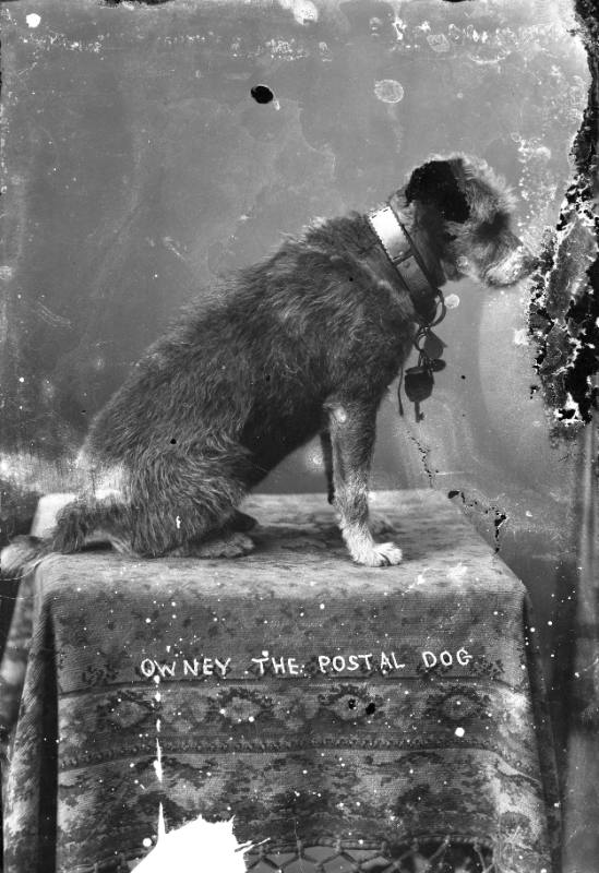 Owney the Postal Dog