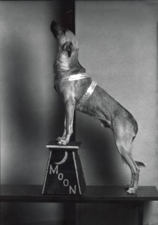 Dog with a Stool