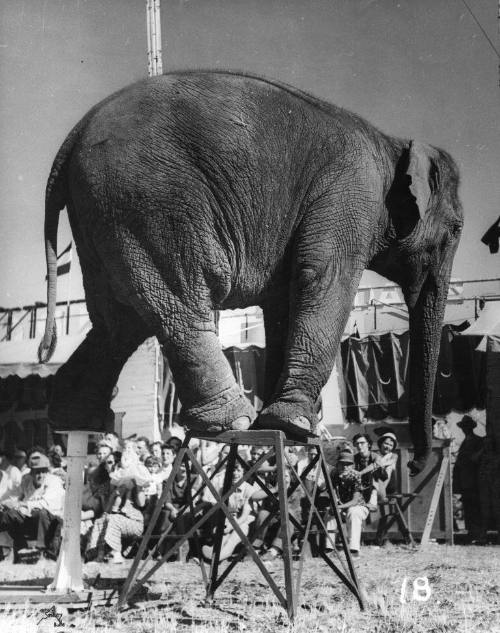 An elephant stands on two stools in a circus act