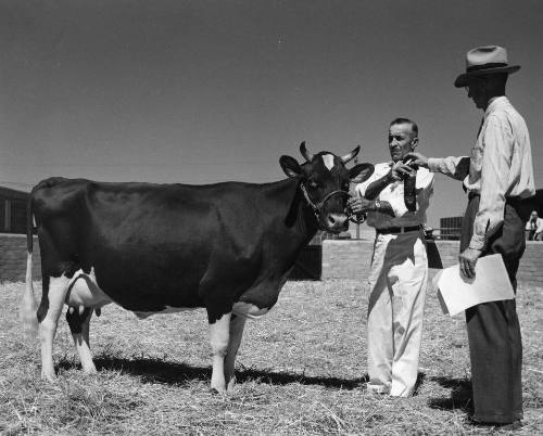Prize winning Holstein Cow and Handler