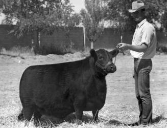 Champion Angus Female, owned by Rancho Brazito