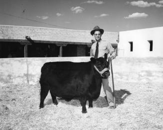 Angus Female, owned by A. B. McClure