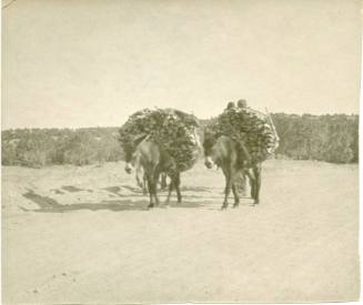 Donkeys with bundles of wood on their backs