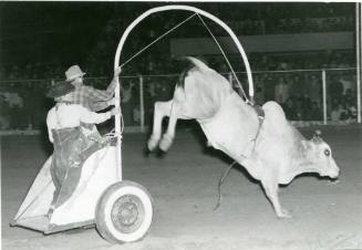 Two clowns ride in a Brahma bull-drawn chariot