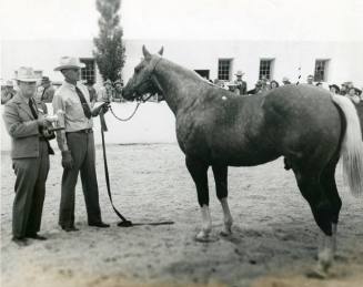 "Del Monte", the Grand Champion Palomino Stallion, owned by C. J. Fisher