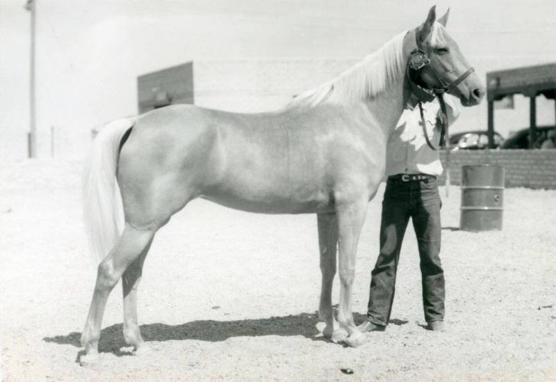 Champion Parade Type Mare Palomino stands in an outdoor show ring with a handler