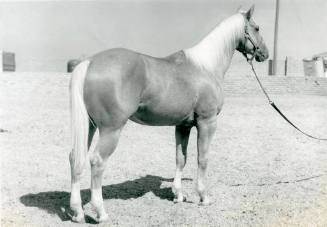 "Nugget McCue", Reserve Champion Palomino Stallion Stock Type
