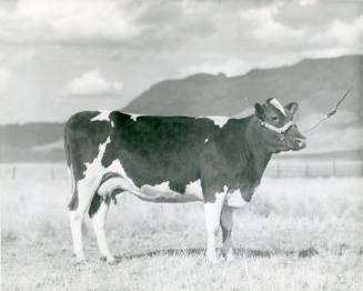 "Boots", First Place Three Year Old Cow, owned by Lonnie Cox