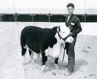 An unidentified junior handler stands beside a Hereford Steer