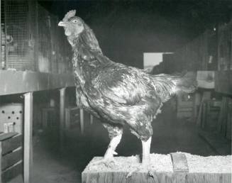 Dark Cornish Cock, owned by J. C. Patterson