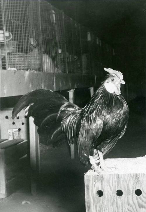 Bantam Cock stands on a wooden block