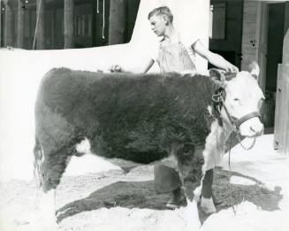 Sonny Jeffers stands behind his Hereford Yearling 4-H entry