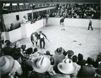 Unidentified handler shows a Hereford at a livestock auction