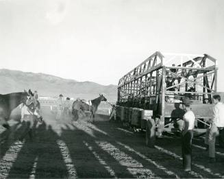A racehorse being loaded into a starting gate