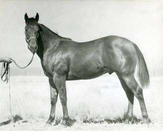 "Chubby Waggoner", Grand Champion Stallion, owned by C. E. Hobgood
