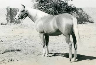 "Fern's Amber", First Place Mare in Palomino Class, owned by Mrs. Fern C. Curtis