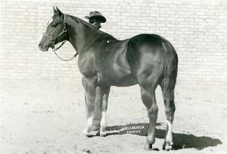 "Sonny Clegg", Grand Champion Stallion, owned by O. B. Cockerell