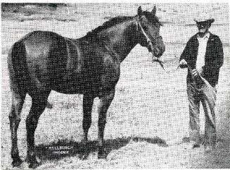 Newsprint photograph of "Rusty Copper", owned by Alvin Richels