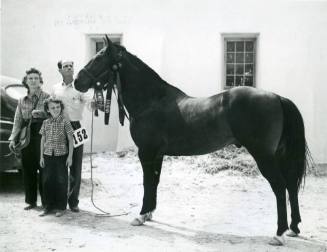 "Billy Brown", Grand Champion of National Quarter Horse Show