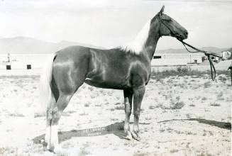 "Shubaby", Champion Parade Type Palomino Mare, owned by J. W. Shoemaker
