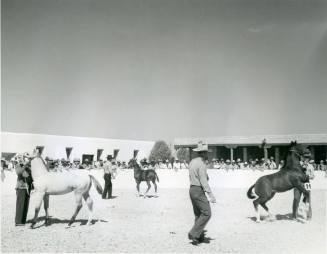 Three unidentified handlers and horses compete in a horse show