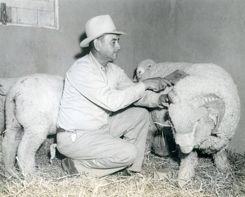 A.M. Fernandez prepares his sheep for the sheep show judging