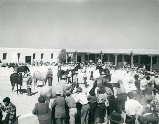Eight unidentified handlers and their horses compete in a horse show