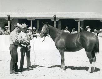 "Dutchie Chub", American Quarter Horse Grand Champion Mare