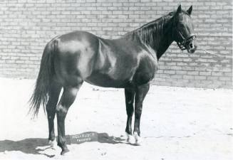 "Billy Brown", Champion Stallion of the National Quarter Horse Show