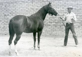 "Dutchie Chub", Champion Mare of the American Quarter Horse Show