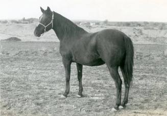 "Susie P", owned by Johnny Phillips
