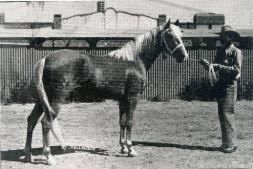 Newsprint photo of an unidentified horse and handler in El Paso, Texas