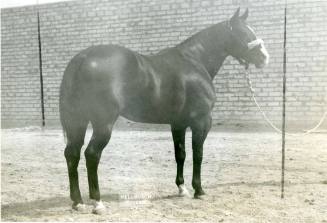 "Cowboy Mike", Champion Stallion at the American Quarterhorse Show