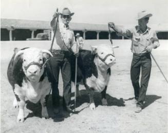 Grand Champion Female and Reserve Champion Female, both owned by W. M. White