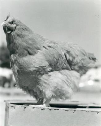 A chicken standing on a box