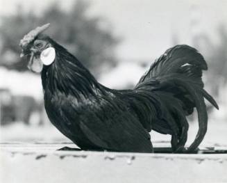 Champion Rose Comb Black Cockerel, owned by Paul Robinson