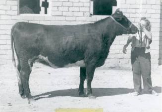 Champion Milking Shorthorn Cow, owned by Virginia Cowerdin