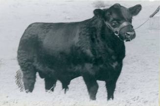 "Effie's Pride of Highland", Champion Angus Bull, owned by Simon Angus Farm