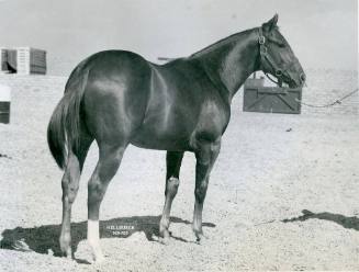 "Cinnamon Joe", Champion Yearling Stallion, owned by C. S. Cattle Company