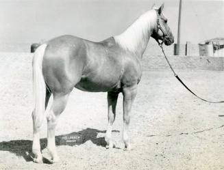 Reserve Champion Stock Type Palomino Stallion, owned by Warren Shoemaker