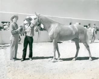 "Petrita", Grand Champion Pleasure Type Mare, owned by Miller & Parsons
