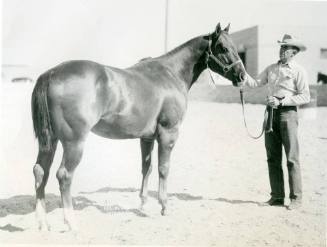 Champion Quarter Horse Stallion, owned by Hank Weiscamp