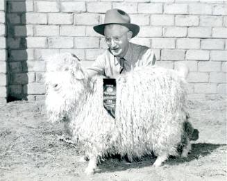 Champion Angora Ram, owned and exhibited by Mrs. R. W. Reid