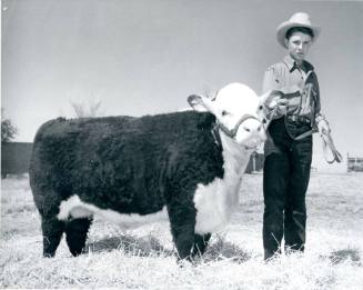 A Hereford Calf and unidentified junior handler