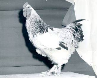 A Brahma Chicken stands on a wooden crate