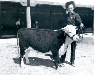 An unidentified handler holds the lead of a Hereford steer