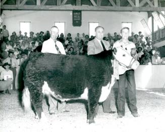 Junior Grand Champion Fat Calf, raised by Roger Harrell